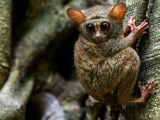 Компактные животные, которые могут уместиться практически везде (фото)