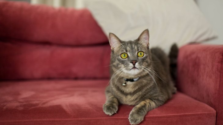 Кот подружился с милым шарпеем и покорил Instagram (ФОТО)