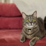 Кіт потоваришував із милим шарпеєм і підкорив Instagram (ФОТО)