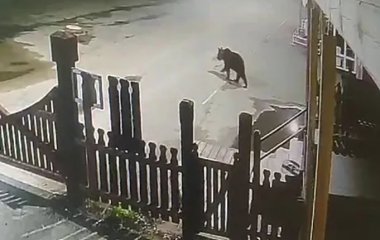 Ведмідь виніс сміттєвий бак із готелю та вкрав диню 