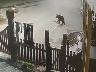 Ведмідь виніс сміттєвий бак із готелю та вкрав диню 