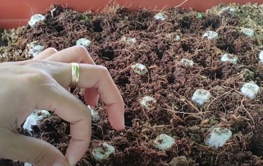 Як використати картонні яєчні лотки на городі восени: дієвий лайфгак від дачників