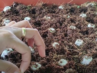 Як використати картонні яєчні лотки на городі восени: дієвий лайфгак від дачників