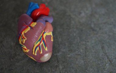 Вчені відкрили спосіб продовжити життя після інфаркту