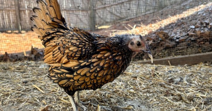 Найстаріша курка у світі: скільки їй років, порода та фото