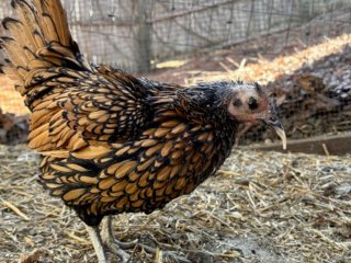 Найстаріша курка у світі: скільки їй років, порода та фото