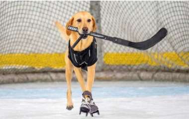Собака научилась стоять на коньках и играть в хоккей (ВИДЕО)
