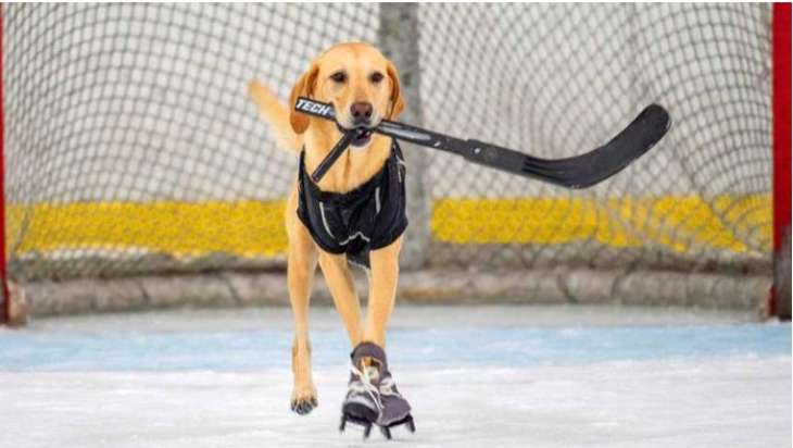 Собака навчився стояти на ковзанах та грати у хокей (ВІДЕО)