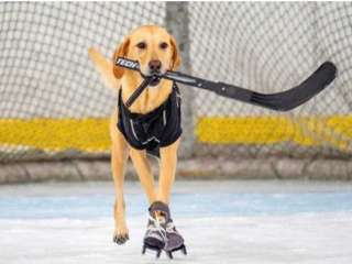 Собака научилась стоять на коньках и играть в хоккей (ВИДЕО)