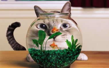 Смешные котики, которые подарят вам улыбку (ФОТО)