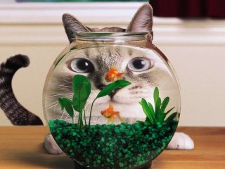 Смешные котики, которые подарят вам улыбку (ФОТО)