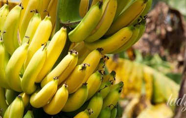 Йод: в яких продуктах є і навіщо він потрібен організму