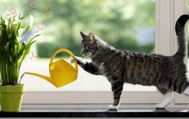 Комнатные растения, которые очищают воздух в помещении
