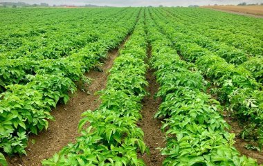 Вдвічі більше картоплі цього року: продукти, які обов’язково потрібно покласти в лунку під час її висаджування