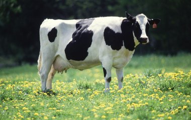 Корова ворвалась в магазин в Израиле и устроила погром (видео)