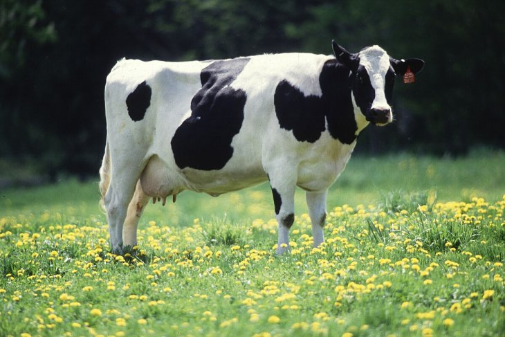 Корова ворвалась в магазин в Израиле и устроила погром (видео)