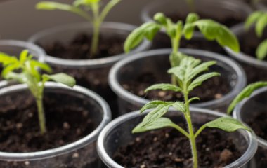 Коли сіяти помідори на розсаду в лютому 2025 року: запам'ятайте дати, щоб отримати великий урожай