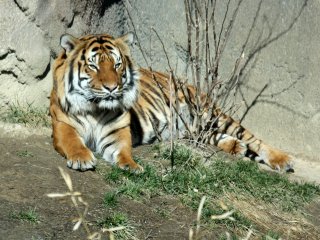 В Индии тигр уютно устроился на кровати (ФОТО)