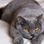 Кошка помогает ослепшему псу ориентироваться в доме (ВИДЕО)