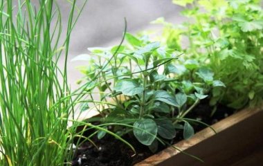 Яка зелень виживе на підвіконні під час відключення світла та опалення: що можна вирощувати