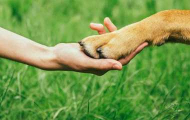 Глухую собаку зовут на прогулку на языке жестов: милое видео