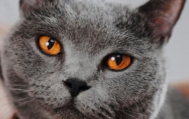 Вчені шокували власників котів: ваш улюбленець може зовсім не розуміти, що ви йому говорите