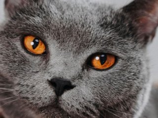 Вчені шокували власників котів: ваш улюбленець може зовсім не розуміти, що ви йому говорите