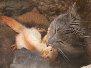 Забавная «дружба» кота и дикой белки восхитила Сеть (ВИДЕО)