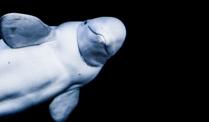 Смех до слез: гигантская белуха играет в мяч с моряками (ВИДЕО)