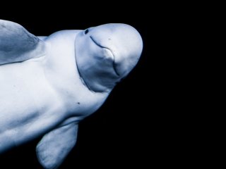 Смех до слез: гигантская белуха играет в мяч с моряками (ВИДЕО)