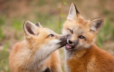 Новый флешмоб: животных смешно фотографируют из-за стеклянных предметов (ФОТО)