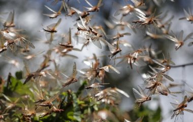 Чим небезпечна сарана для людини: думка експертів