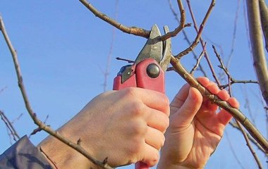Коли можна обрізати дерева: чи можна це робити вже зараз