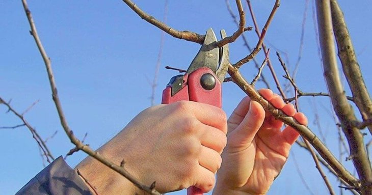 Коли можна обрізати дерева: чи можна це робити вже зараз