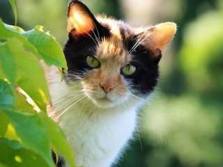 Кот угомонил игривого пса и стал звездой сети