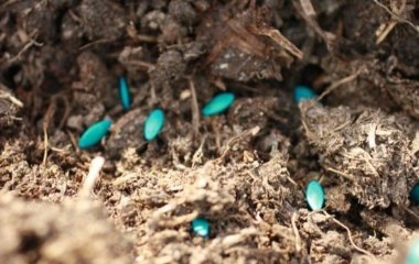 Чи варто вже садити огірки у відкритий ґрунт: обережно з холодом