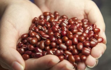 Названо дешеве джерело білка, яке знижує рівень холестерину