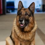 Пес нарисовал портрет другой собаки, вызвав бурный восторг в Сети