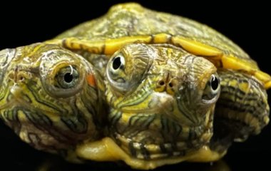 Дивовижну двоголову черепаху, що вижила, охрестили 