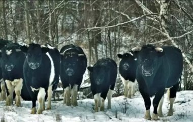 У Чорнобильській зоні з'явилось стадо диких корів: як вони виживають без людей