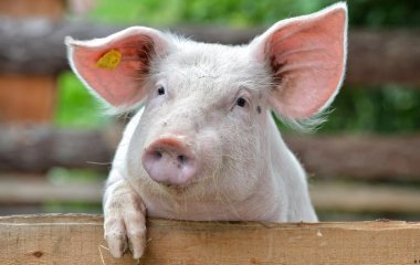 Сбежавшую свинью полиция заманила домой фруктовыми закусками