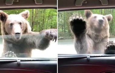 Дикий медведь попытался залезть в авто, но такой реакции от водителя он явно не ожидал
