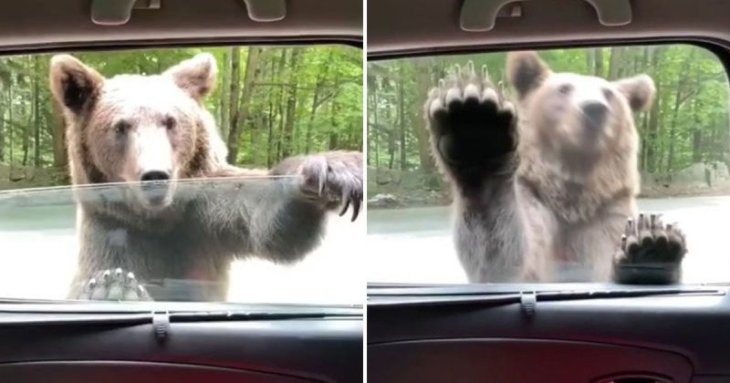 Дикий медведь попытался залезть в авто, но такой реакции от водителя он явно не ожидал