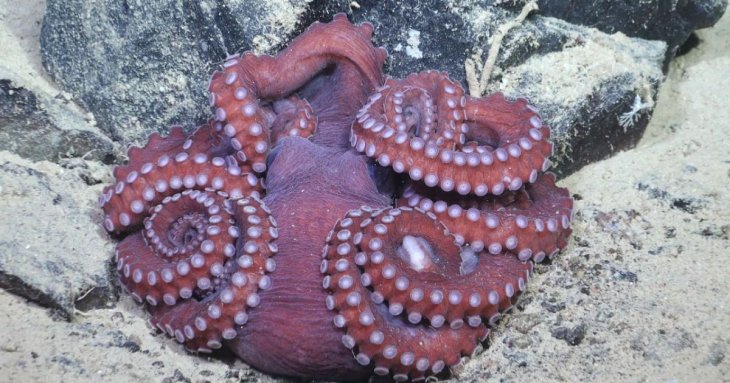 Вчені виявили гігантських 