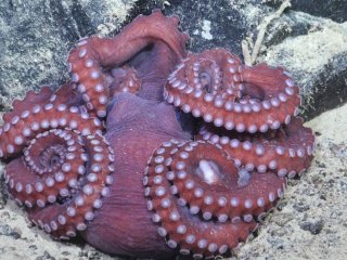 Вчені виявили гігантських 