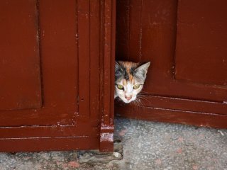 Чужий кіт прийшов до хати: народна прикмета та що робити