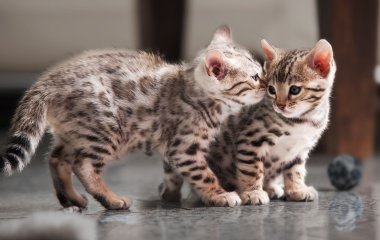 Мережу розсмішило кошеня, яке спить як людина (ФОТО)