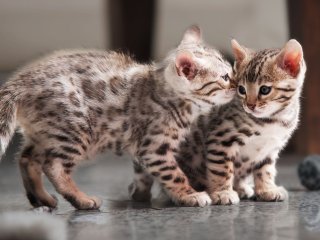 Мережу розсмішило кошеня, яке спить як людина (ФОТО)