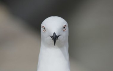 Чайка викрала смартфон у дівчат під час зйомки TikTok — відео стало вірусним