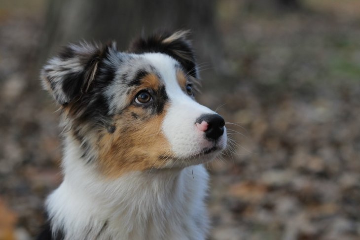 Новий хіт: собака у захваті від саморобного фонтану (ВІДЕО)